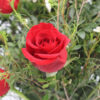 Ramo Wild Red - "Dilo sin filtros" (12 Rosas)