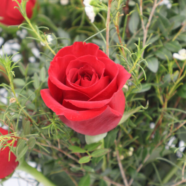 Ramo Wild Red - "Dilo sin filtros" (6 Rosas)